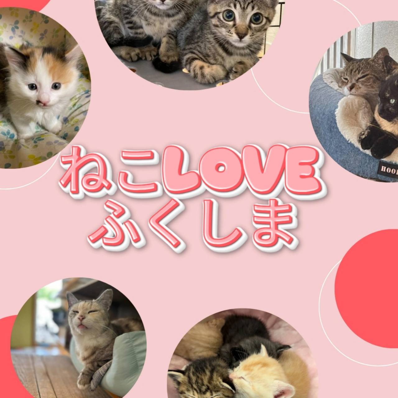 ねこLOVEふくしま|2026年4月27日放送|AuDee(オーディー ねこLOVEふくしま|2026年4月27日放送|AuDee(オーディー