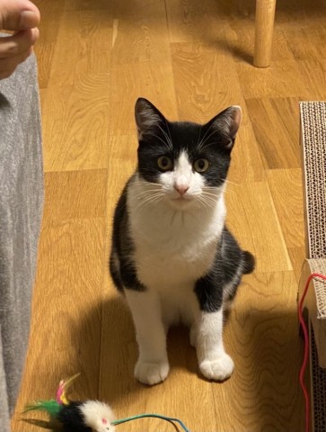 保護犬はるとふくのお家に、新たな家族、野良の子猫のいちご君がやってきた☆