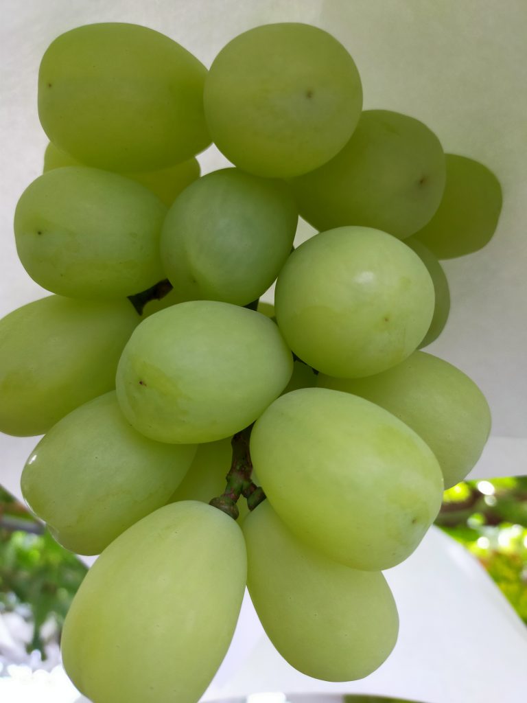 お宝ファイルNO.42　甘くて大きくてジューシー　だけど気難しい幻のブドウ　雄宝