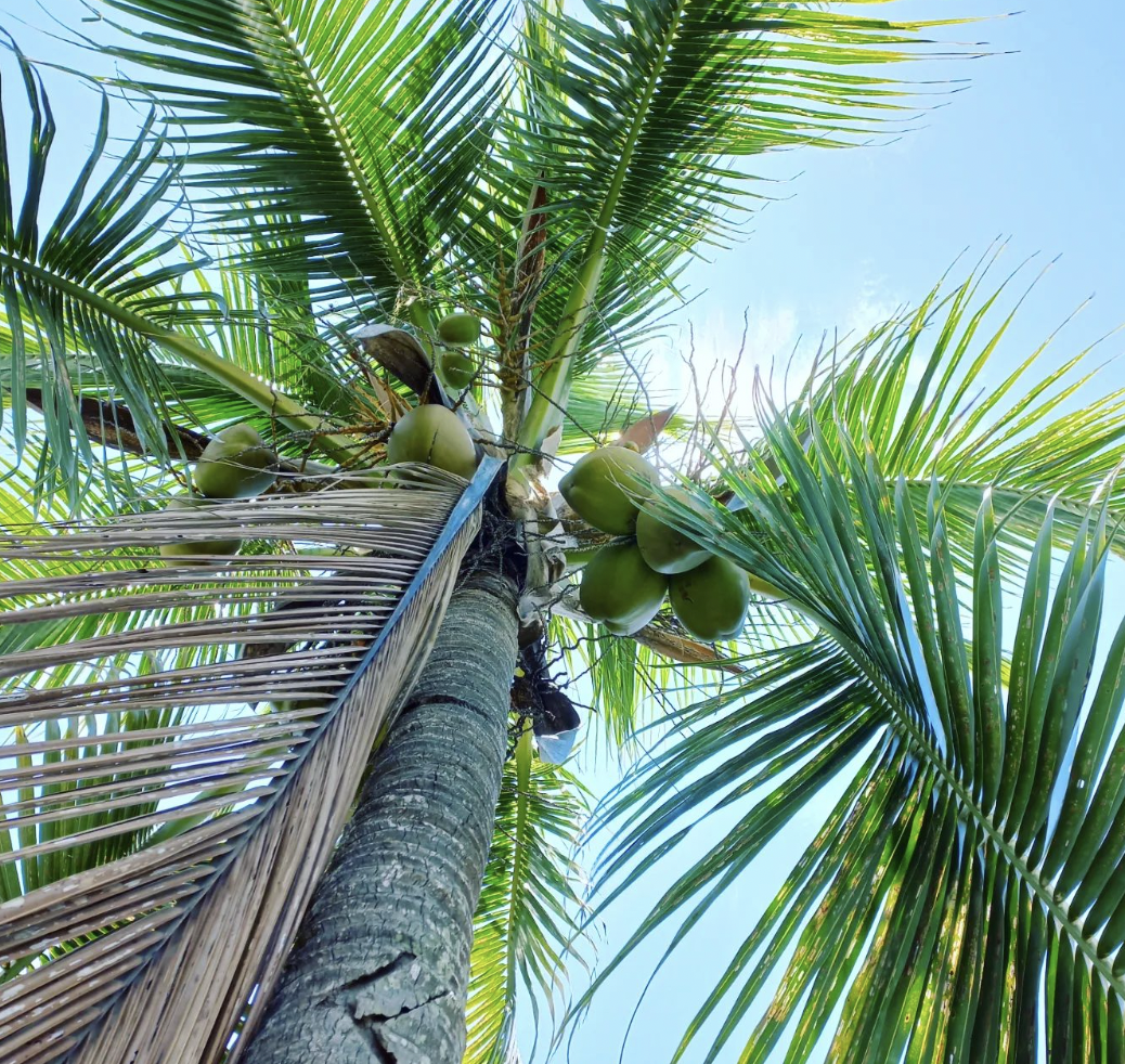 12月23日(金) ウベア島「ココナッツ」