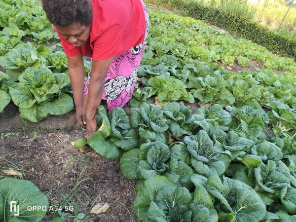 1月20日(金) パプアニューギニア「定置型有機循環農業普及プロジェクト」
