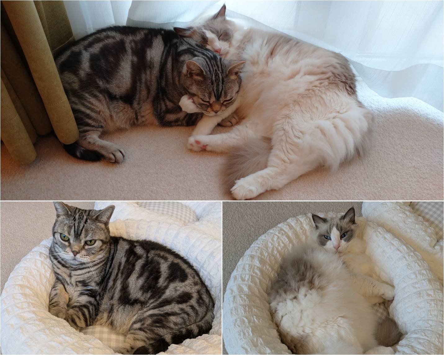 迎春🎁朝みみ！福袋・小林幸子スペシャル  ！！！ワンちゃん用🐶ネコちゃん🐱用