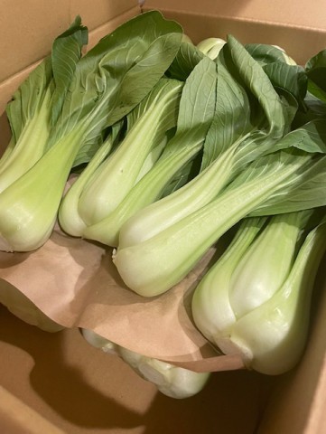 みんなのプロレスニュース！前哨戦編！