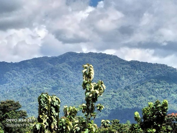 1月16日(月) パプアニューギニア「熱帯雨林保全プロジェクト」