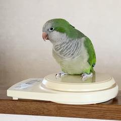 江戸川権八総司令登場！！