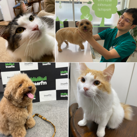 DJmapiとニシカツ先生の朝みみ！保健室へようこそ！　🐕ちゃんは「水仙」に注意⚠️ 　🐈‍⬛ちゃんは「植物関係」の中毒が多い理由🌿その理由も学びます！