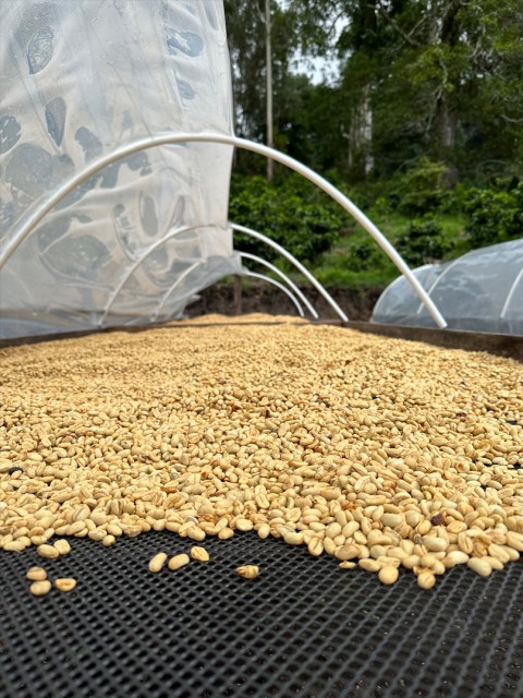 ウォッシュド のコピー.jpg