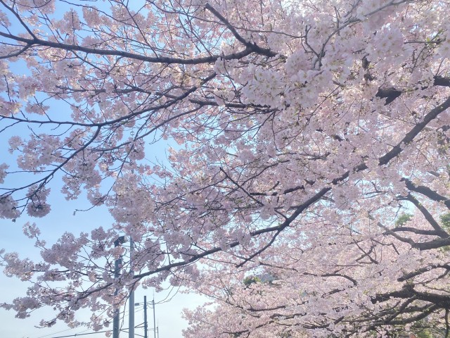 S__417914883_0.jpg