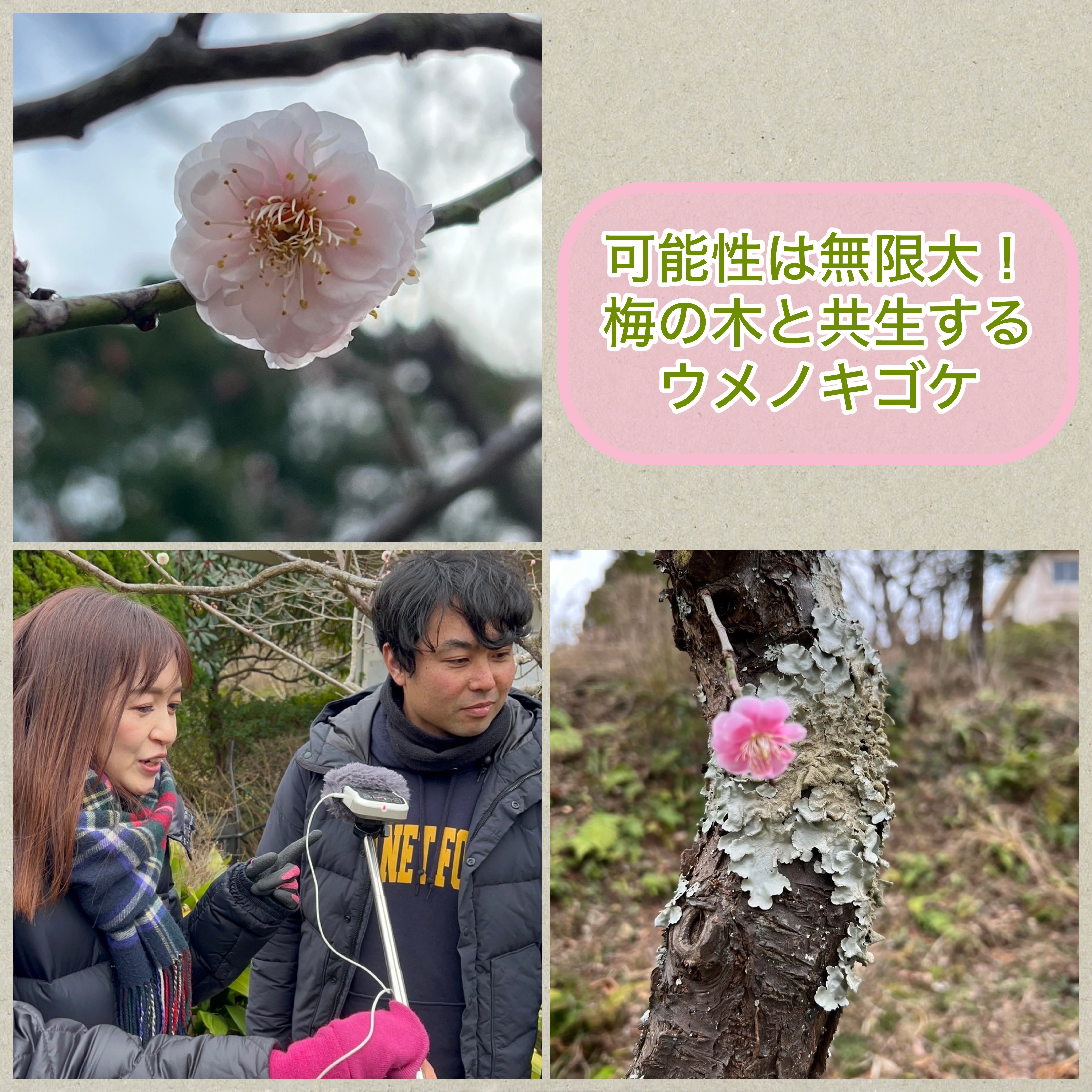 【＃５０　梅の木と共生するウメノキゴケの可能性は無限大！　】～Sato Note