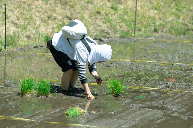 豊根村いただきファーム：田植え編-27.png