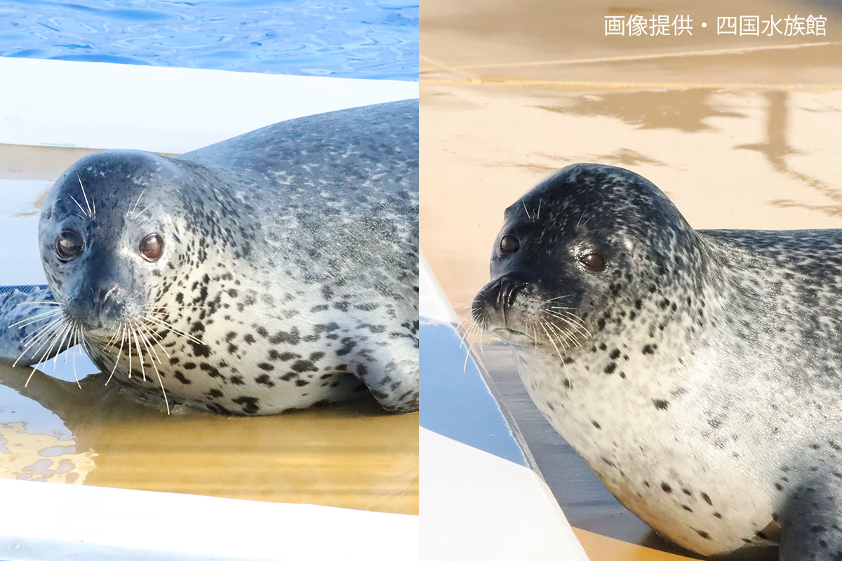 4月26日放送　四国水族館に可愛い二頭が仲間入り♬