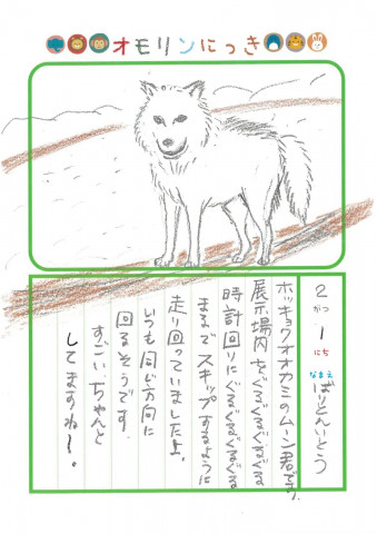 2026年2月1日「ホッキョクオオカミさんをみできましたよ」