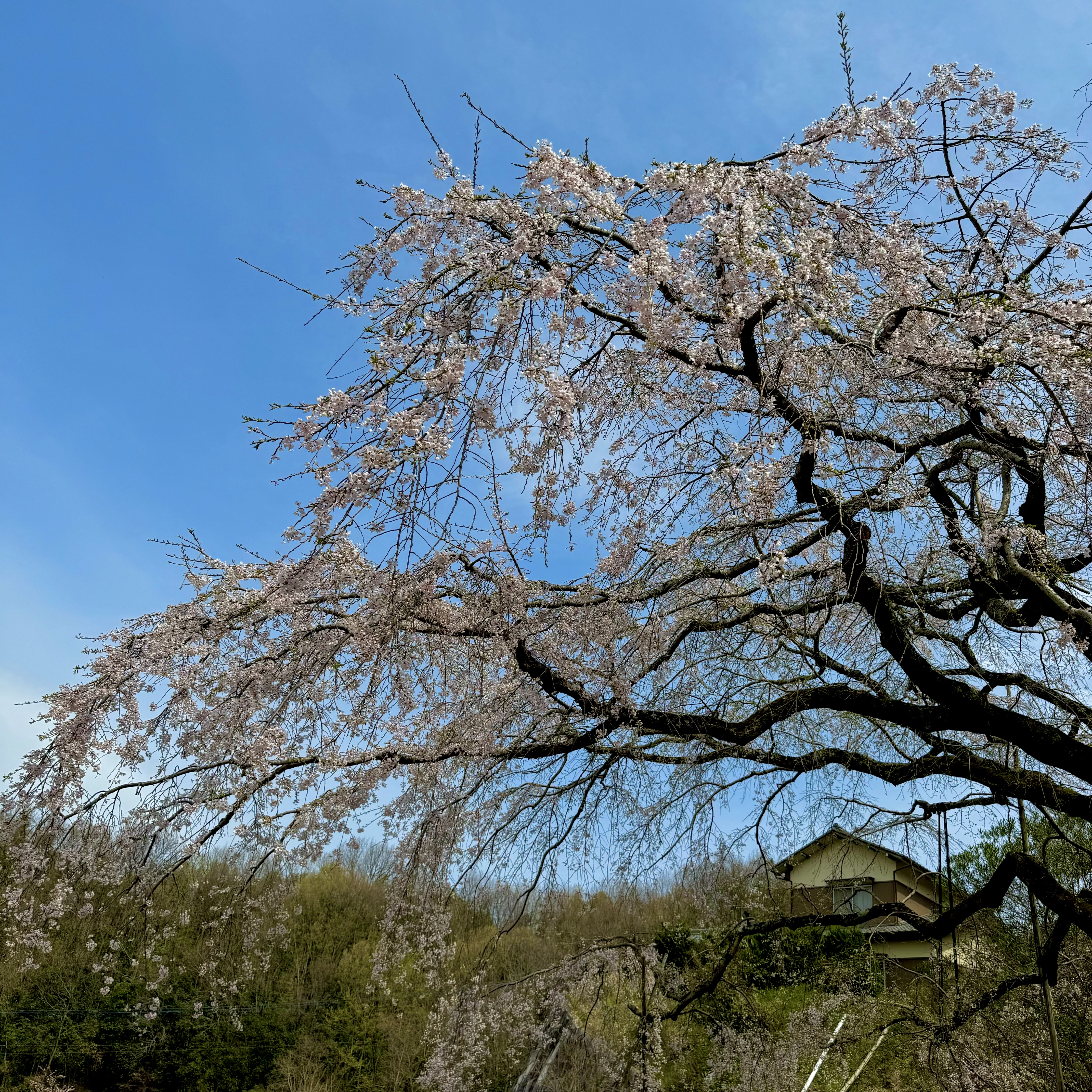 第106回「綾川町の名所！”堀池のしだれ桜”🌸」2024.4.2OA