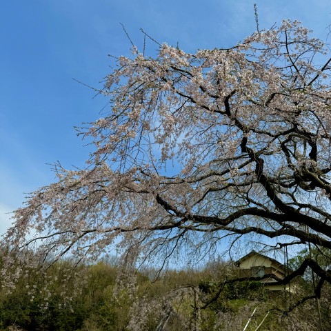第106回「綾川町の名所！”堀池のしだれ桜”🌸」2024.4.2OA