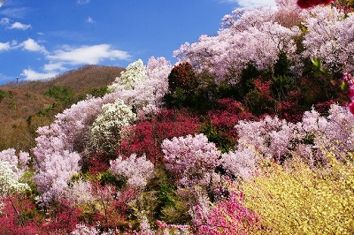 あれから７度目の春～花咲く福島を訪ねて