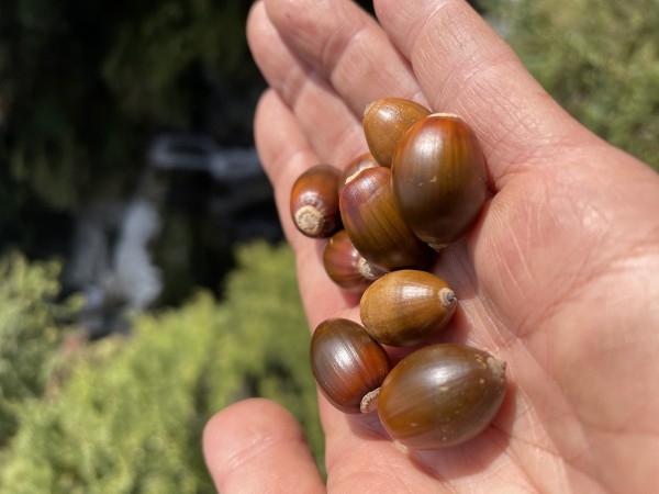 理事・齊藤さんに聞く　グリーンバレーの活動内容