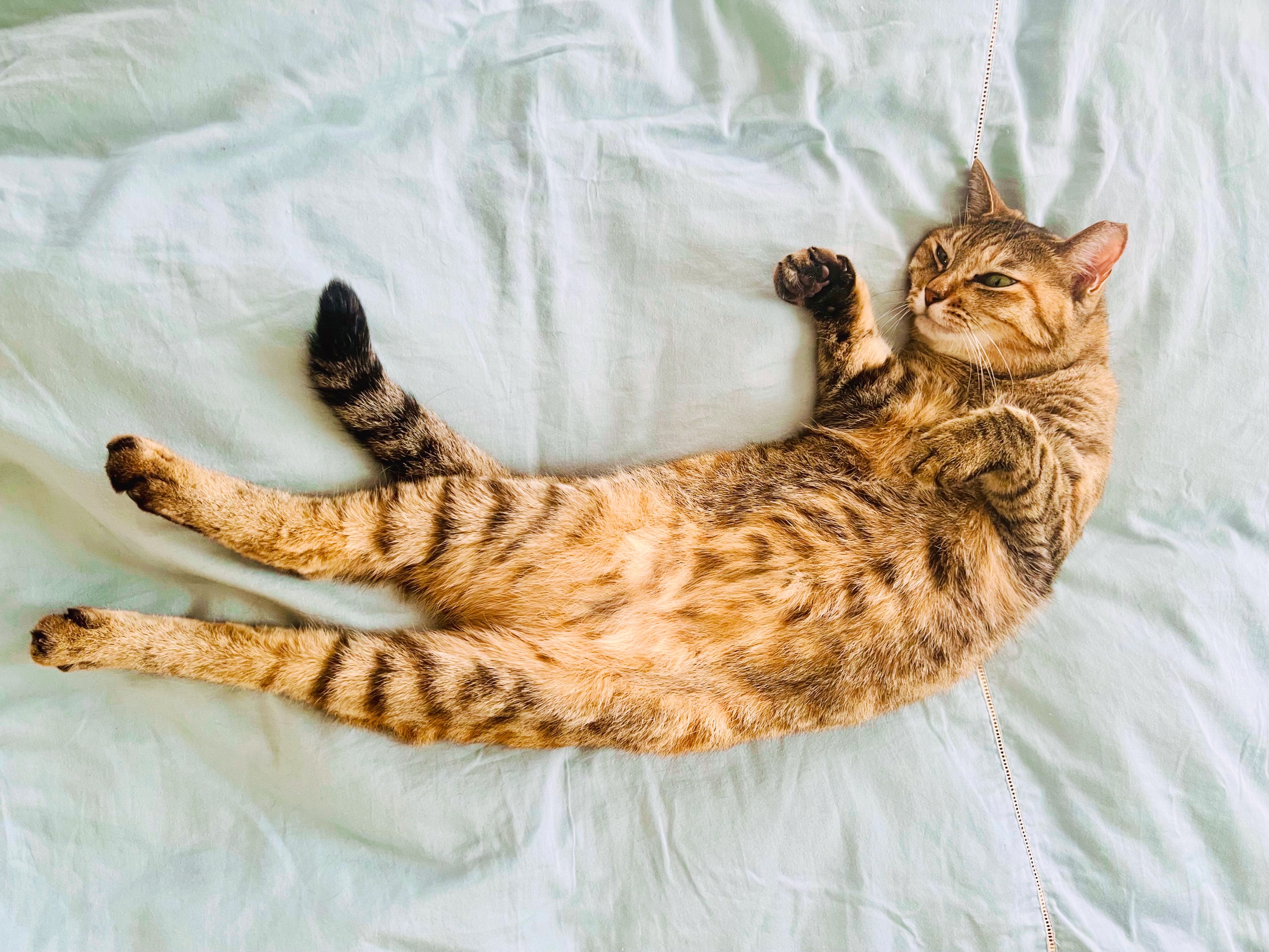 陰陽座 黒猫のねこまんまRADIO|陰陽座 黒猫のねこまんまRADIO 第