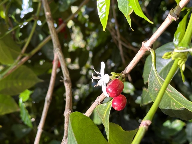 コーヒーチェリー.JPG