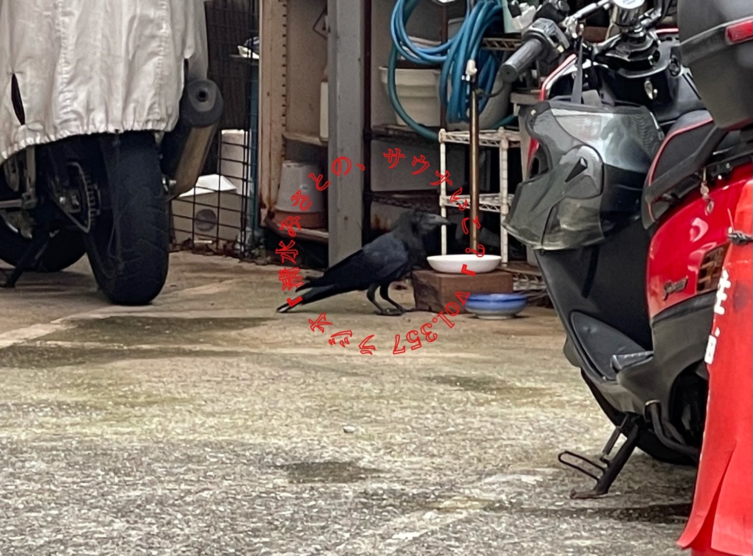 【休憩トーク】清水みさと vs カラス 「私は人間だーッ！」Vol.357