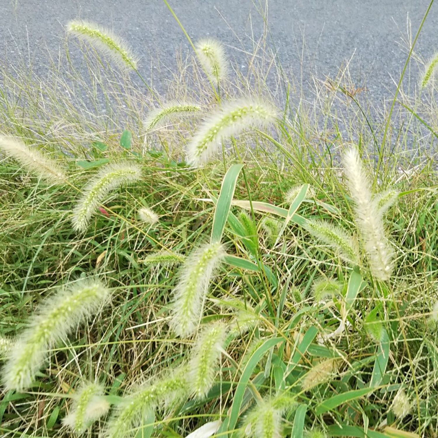 だーと 小旅の時間ですよ 22 09 25 Vol 131 今日の花たち 9 25 花言葉と関連するひとこと Audee オーディー